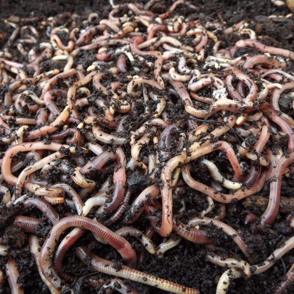 Live Worms – 250g – Indoor Organics